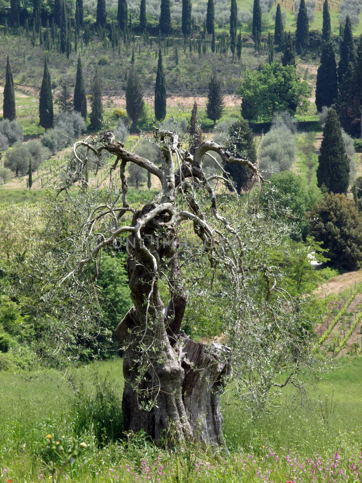 Tuscan landscape with vineyards, olive trees and cypresses