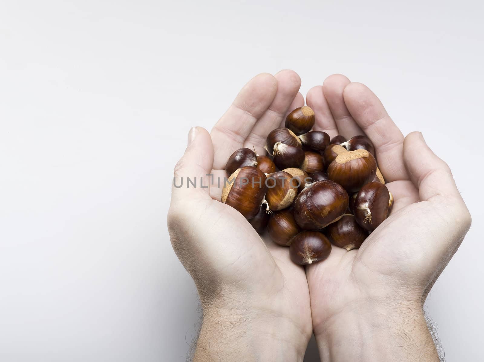 hand holding chestnuts on white background