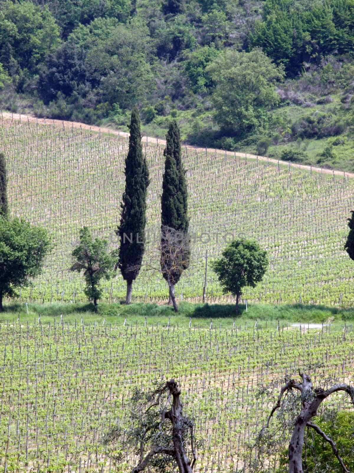 Tuscan landscape with vineyards, olive trees and cypresses by wjarek