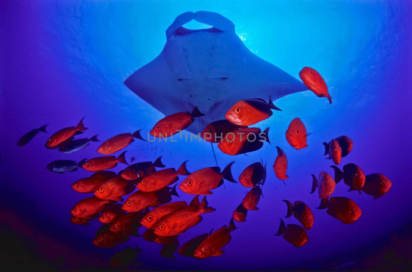 Majestic Manta flying over red fish