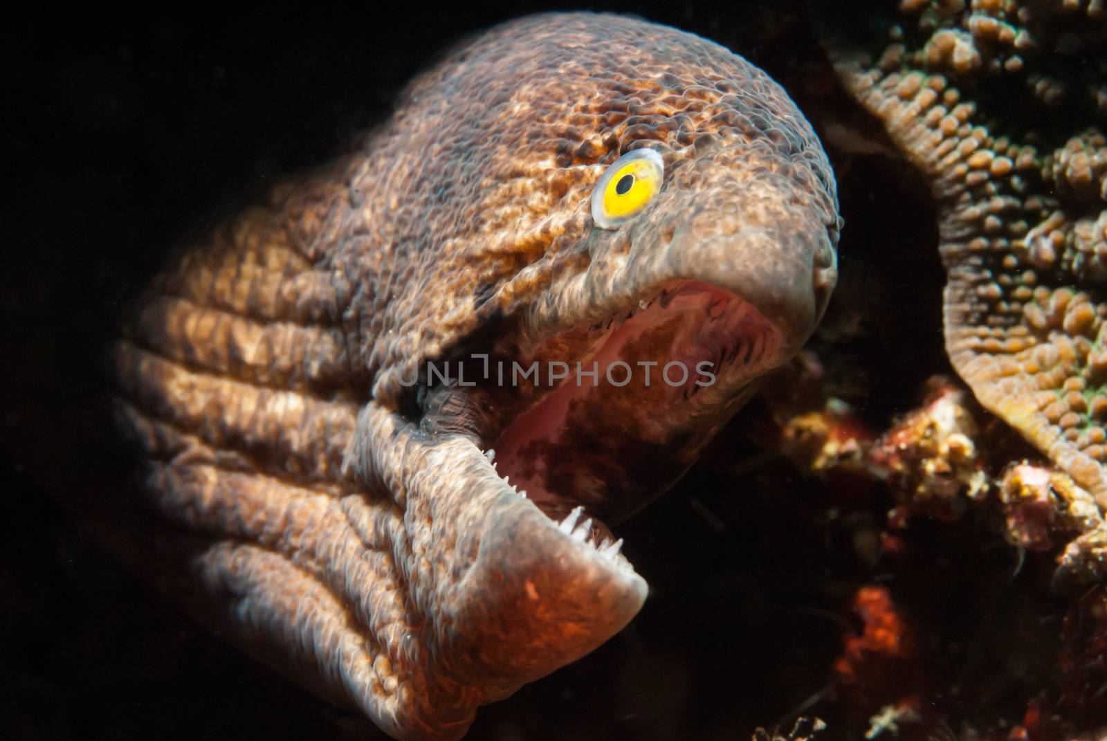 Moray Eel appearing defensively from its hiding place, Mozambique