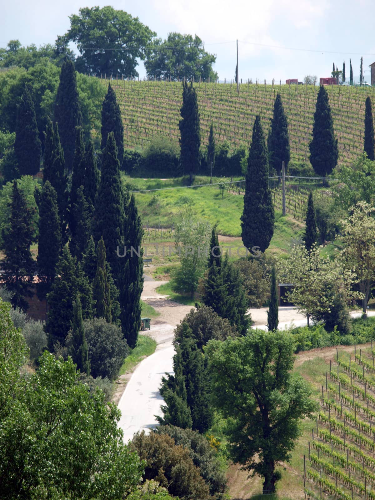 Tuscan landscape with vineyards and cypresses