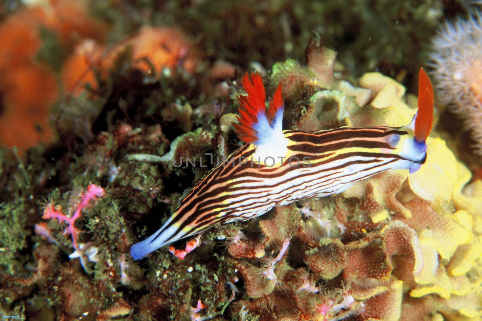 Nudibranch by fiona_ayerst