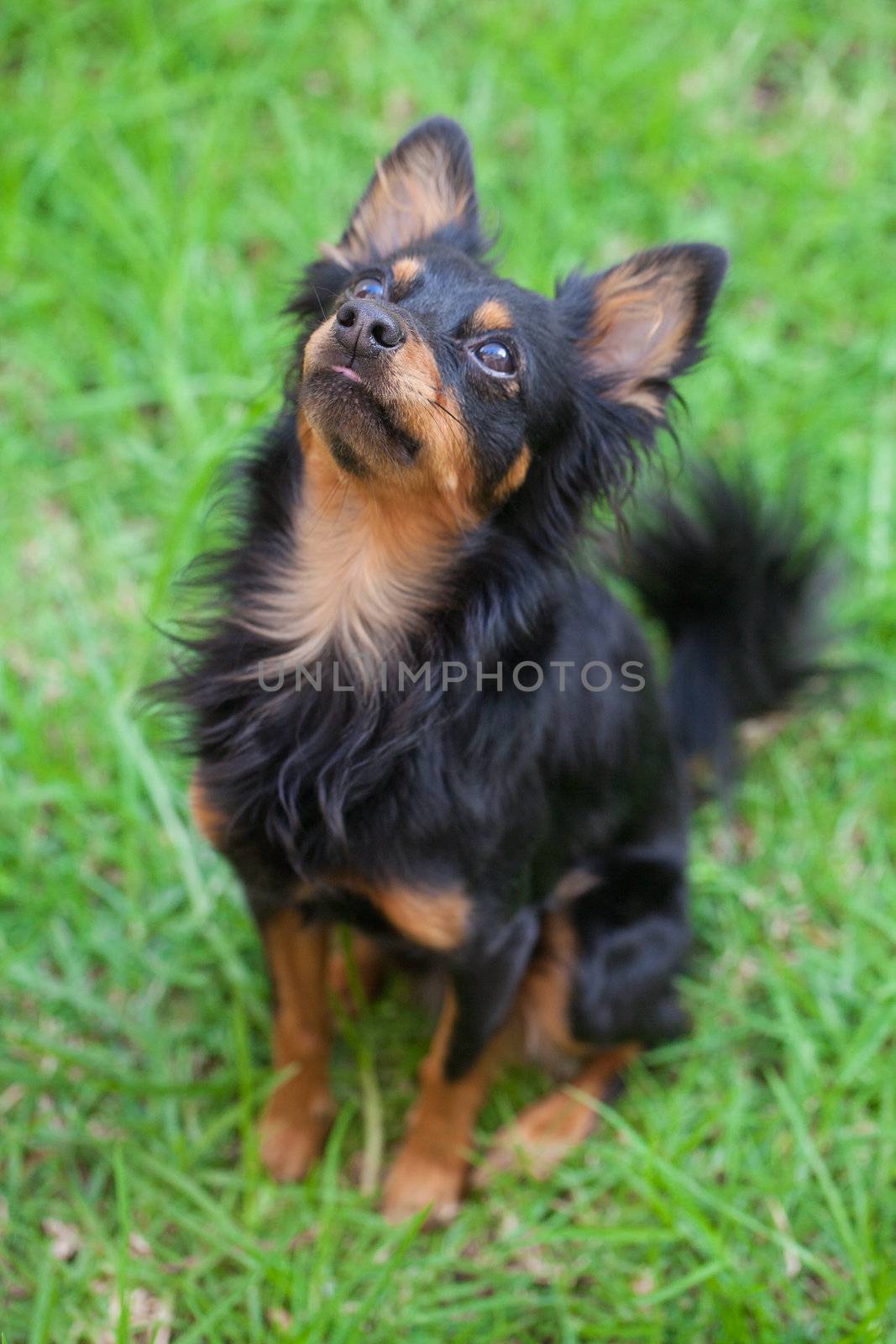 portrait of black russian toy terrier isolated on white by jannyjus