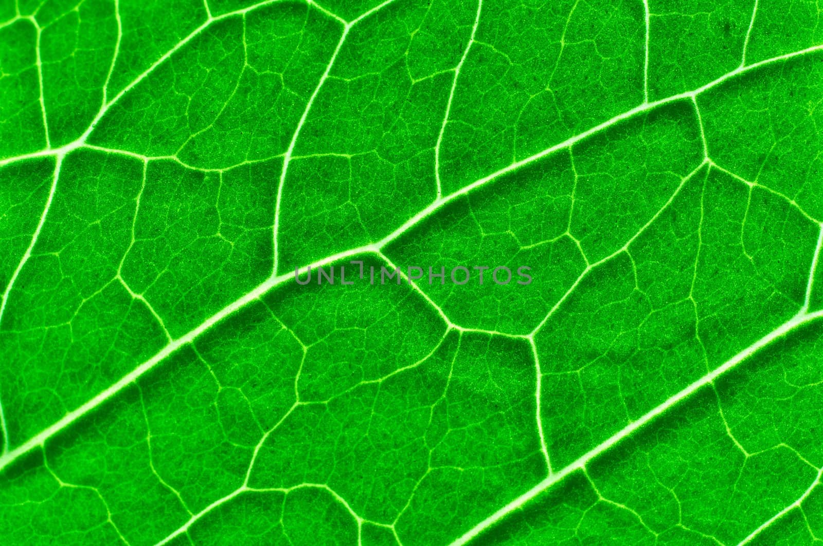 Vibrant green texture of a leaf