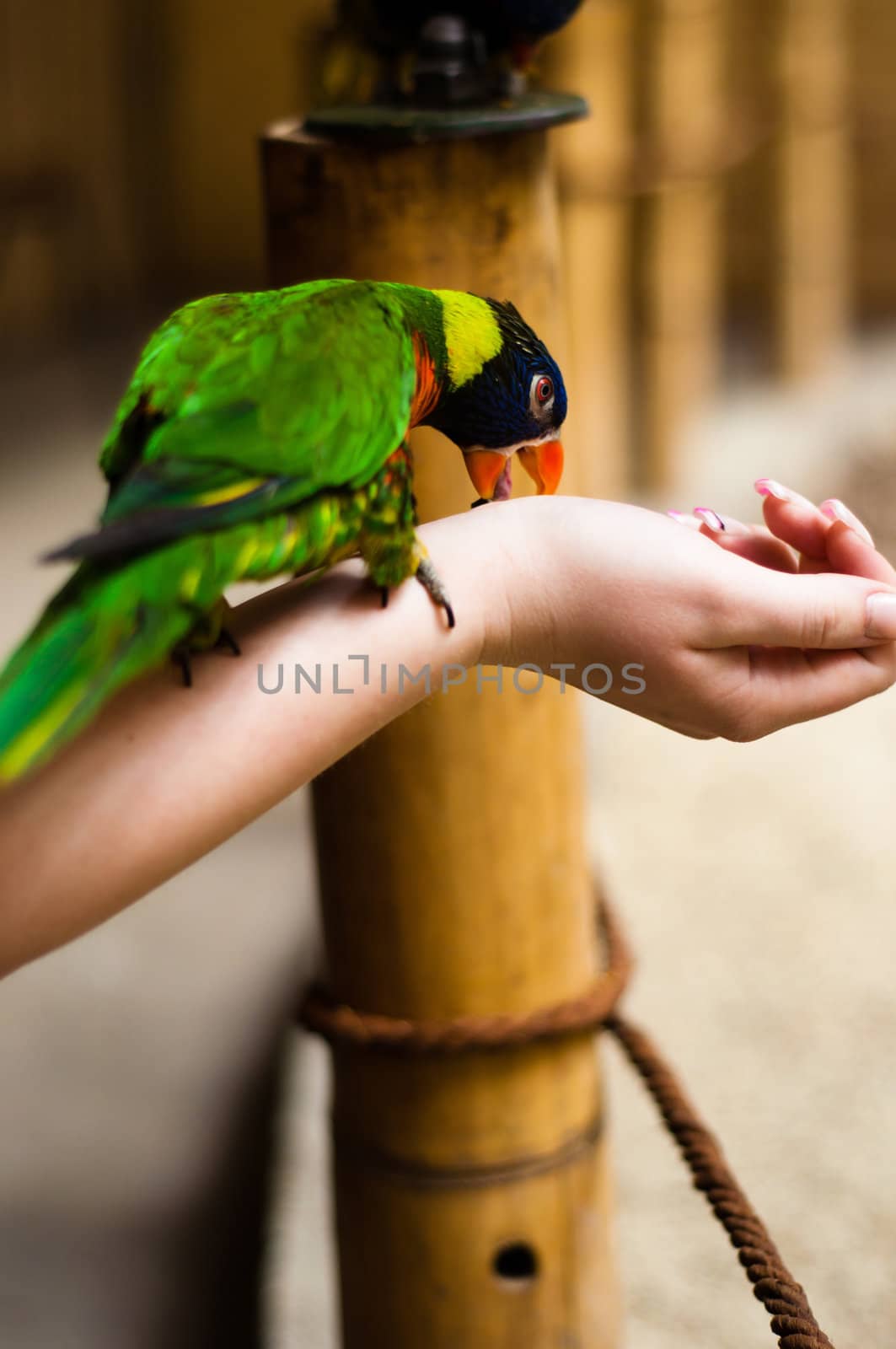 Parrot eating from the hand of a girl