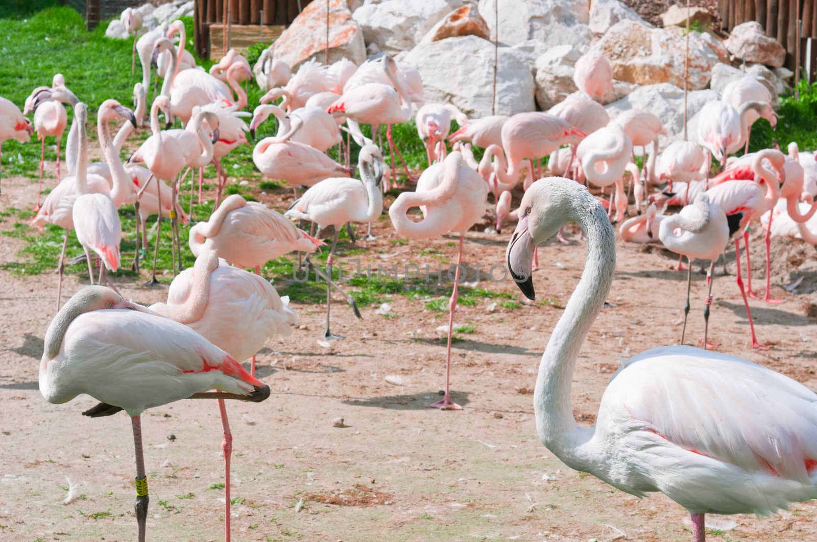 A group of pink flamingos standing