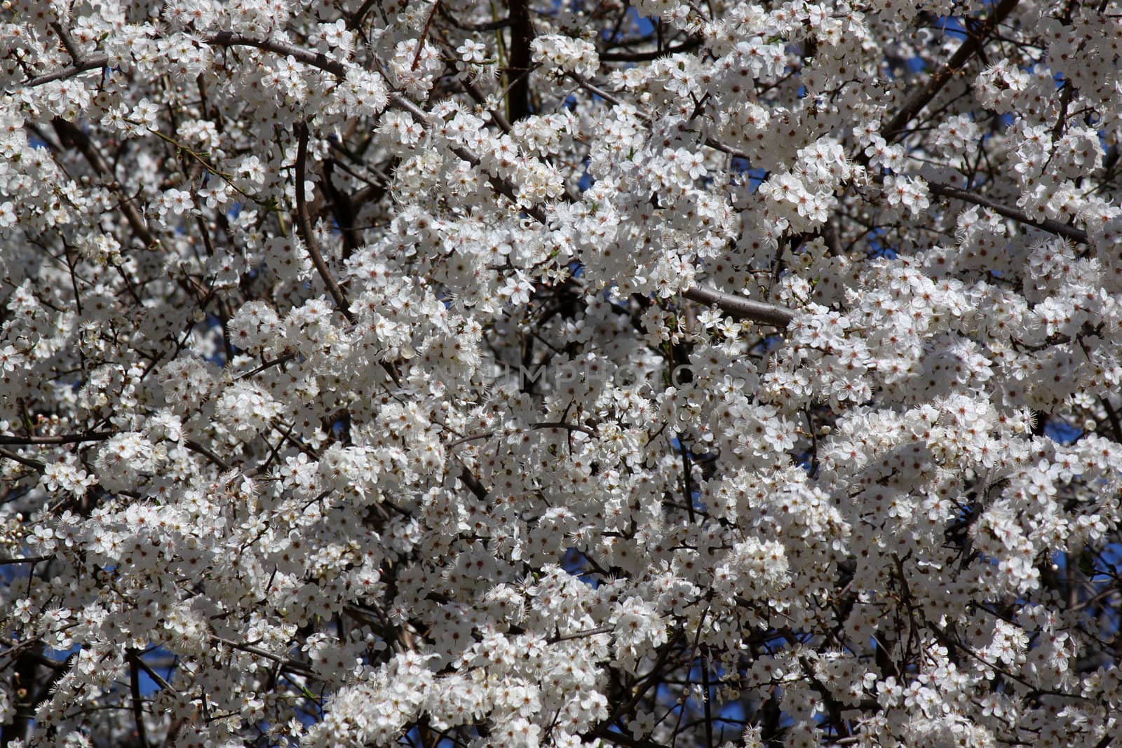 plum tree at spring