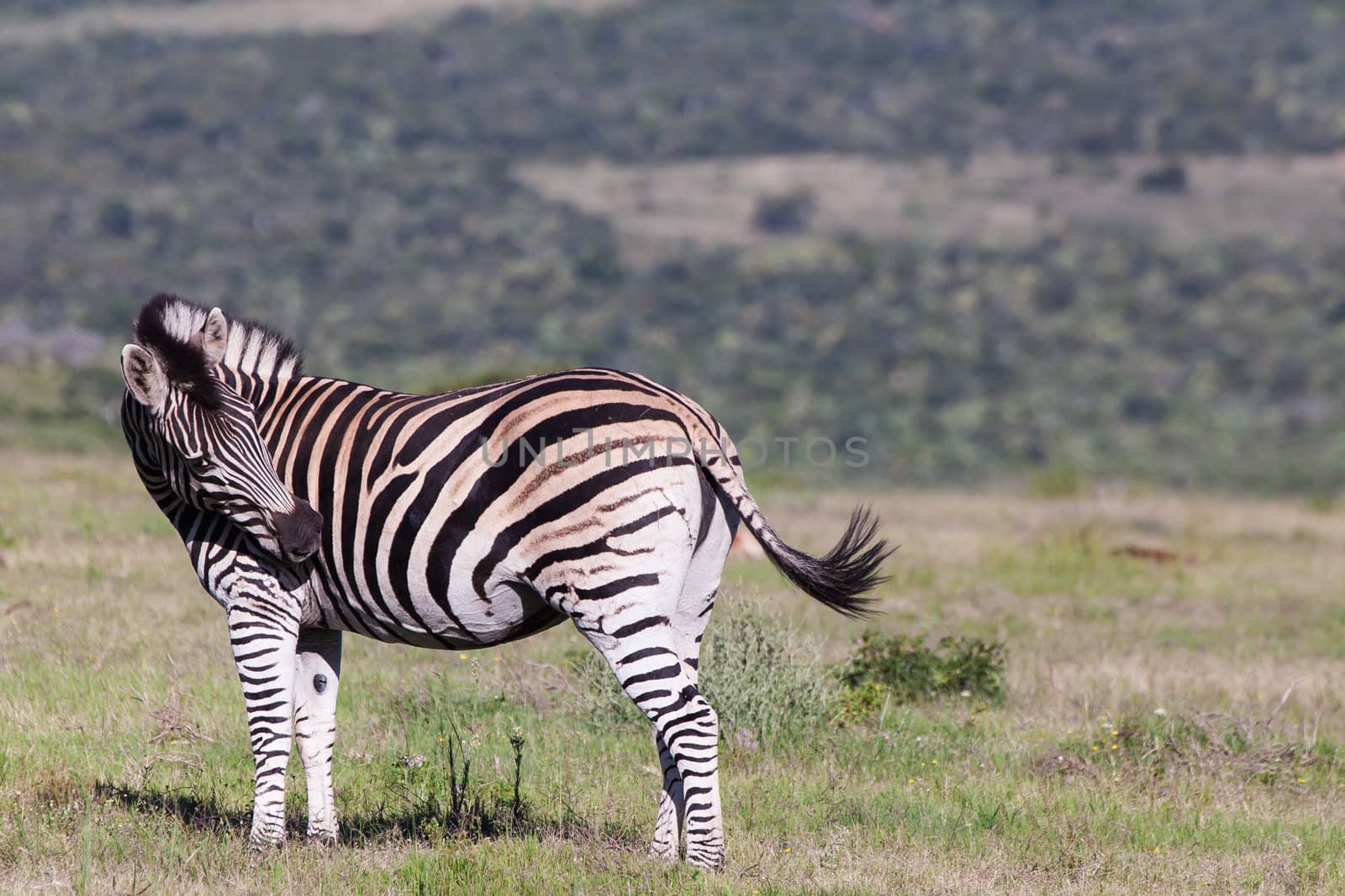 Zebra Grooming by fiona_ayerst