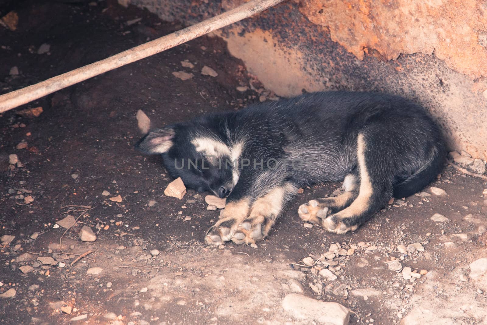 A small Alaskan husky sleeps abandoned in a metal container