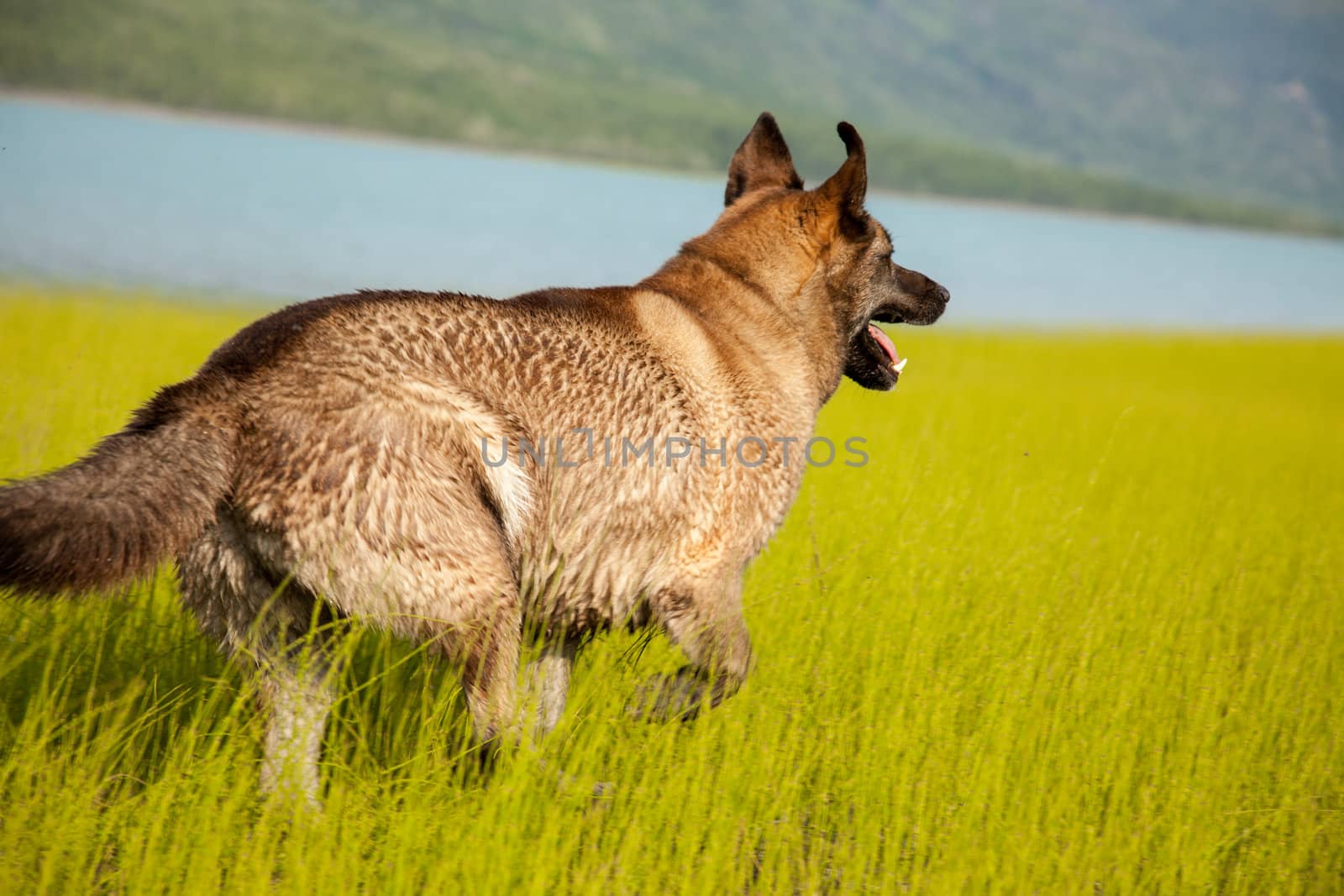 A mix-breed husky runs in a field next to lake