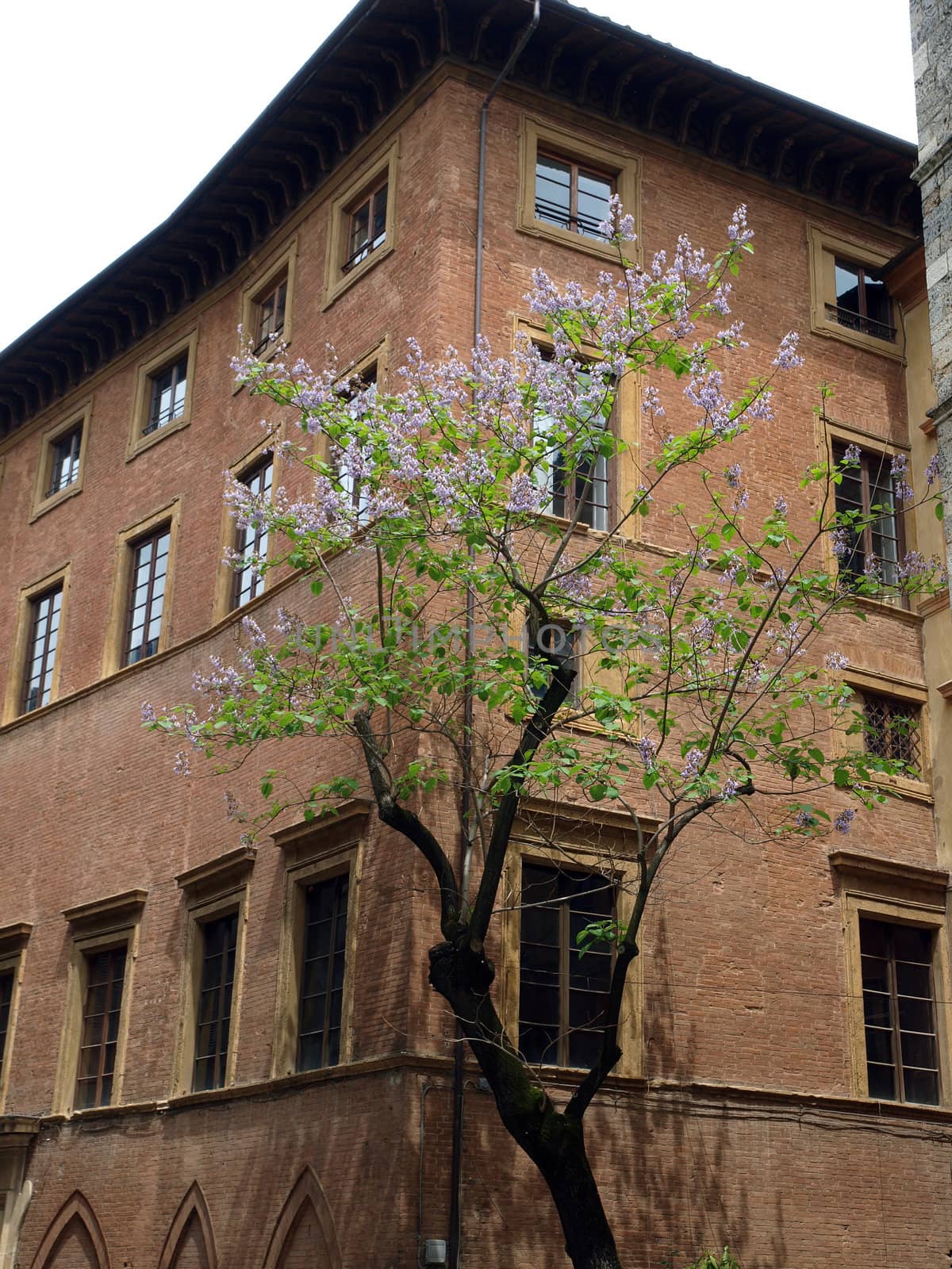 Siena - picturesque street in the historic city centre