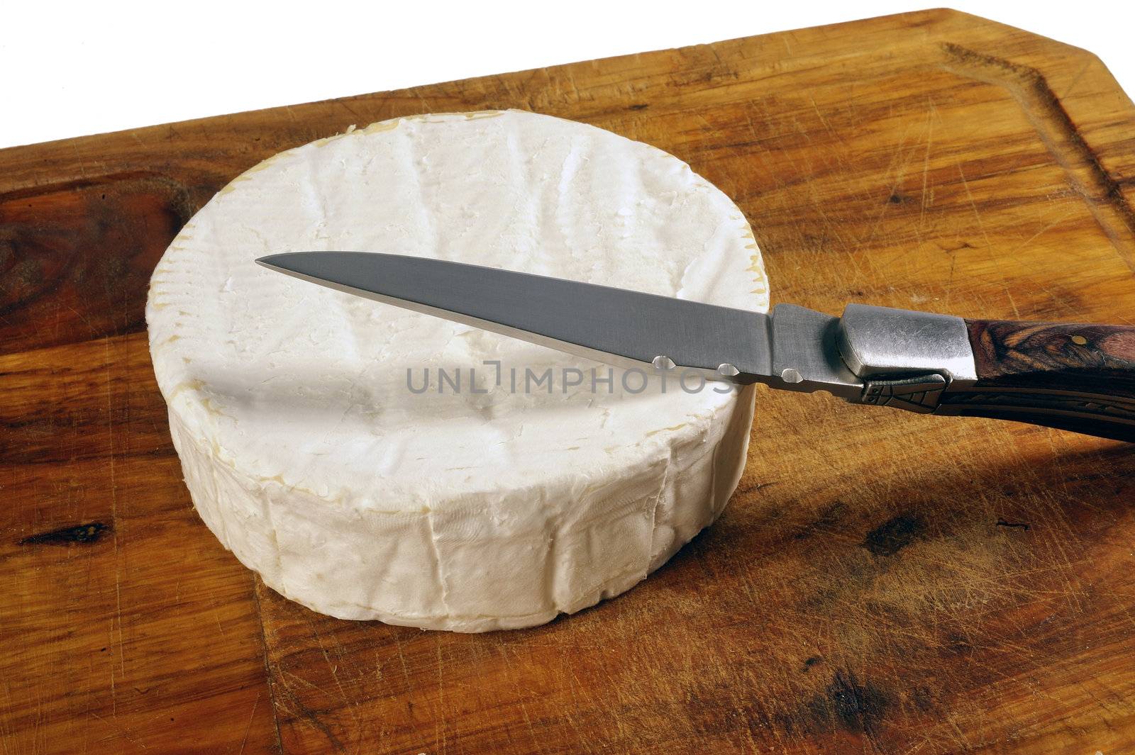 French Camembert cheese of Normandy