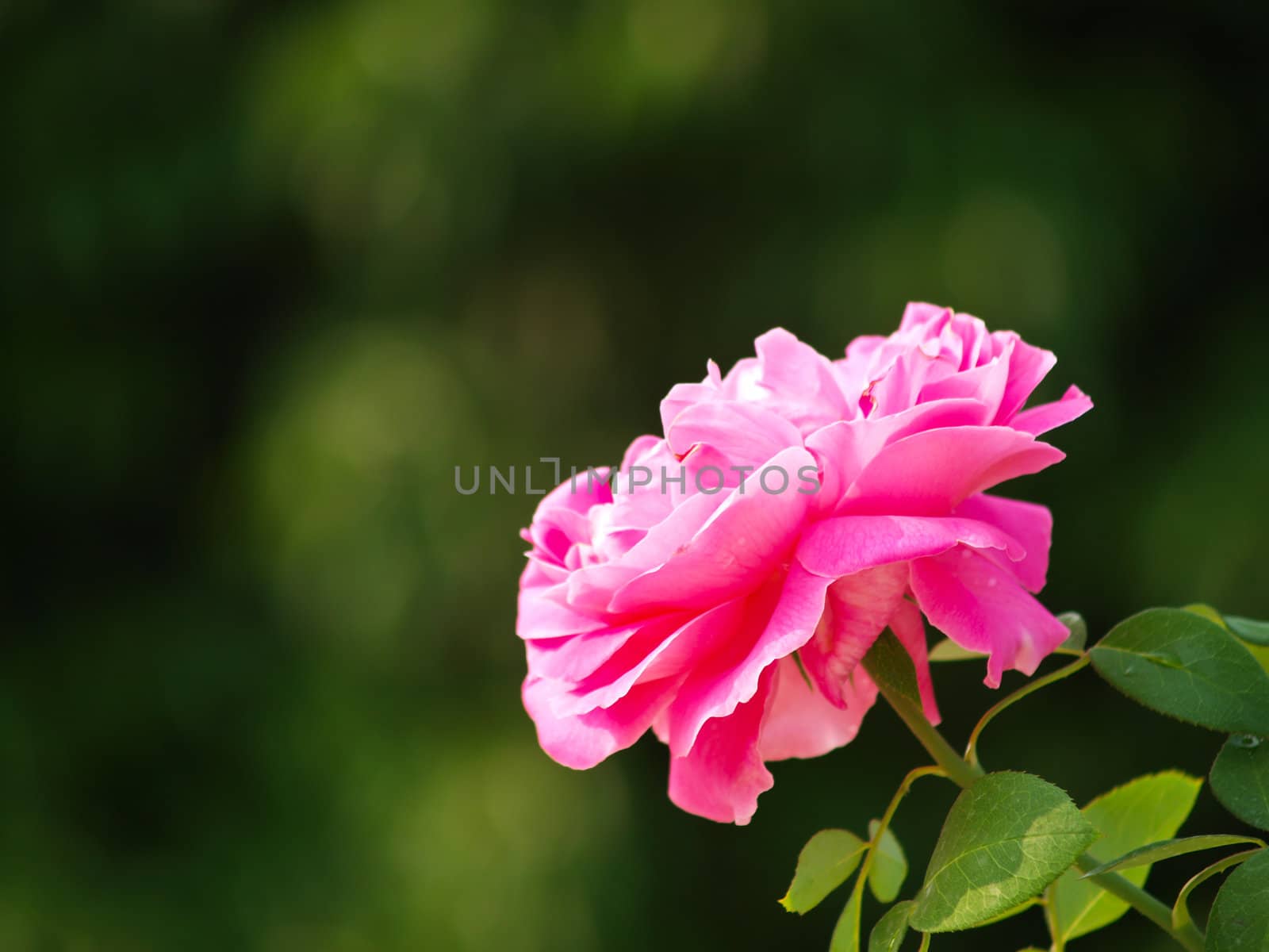 A pink Chulalongkorn rose in nature in Chiang Mai, Thailand