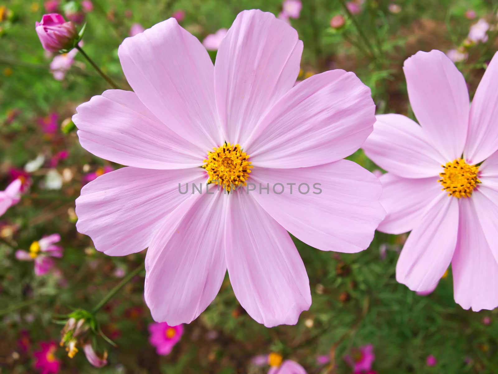 Pink Cosmos flower in nature