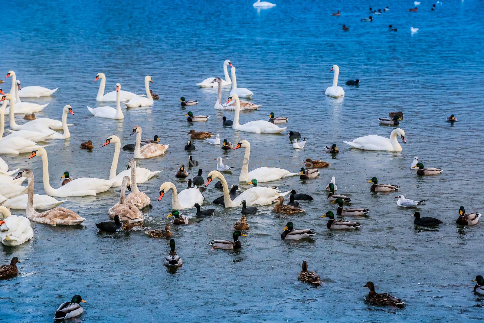 A lot of ducks, swans on the lake by bloodua