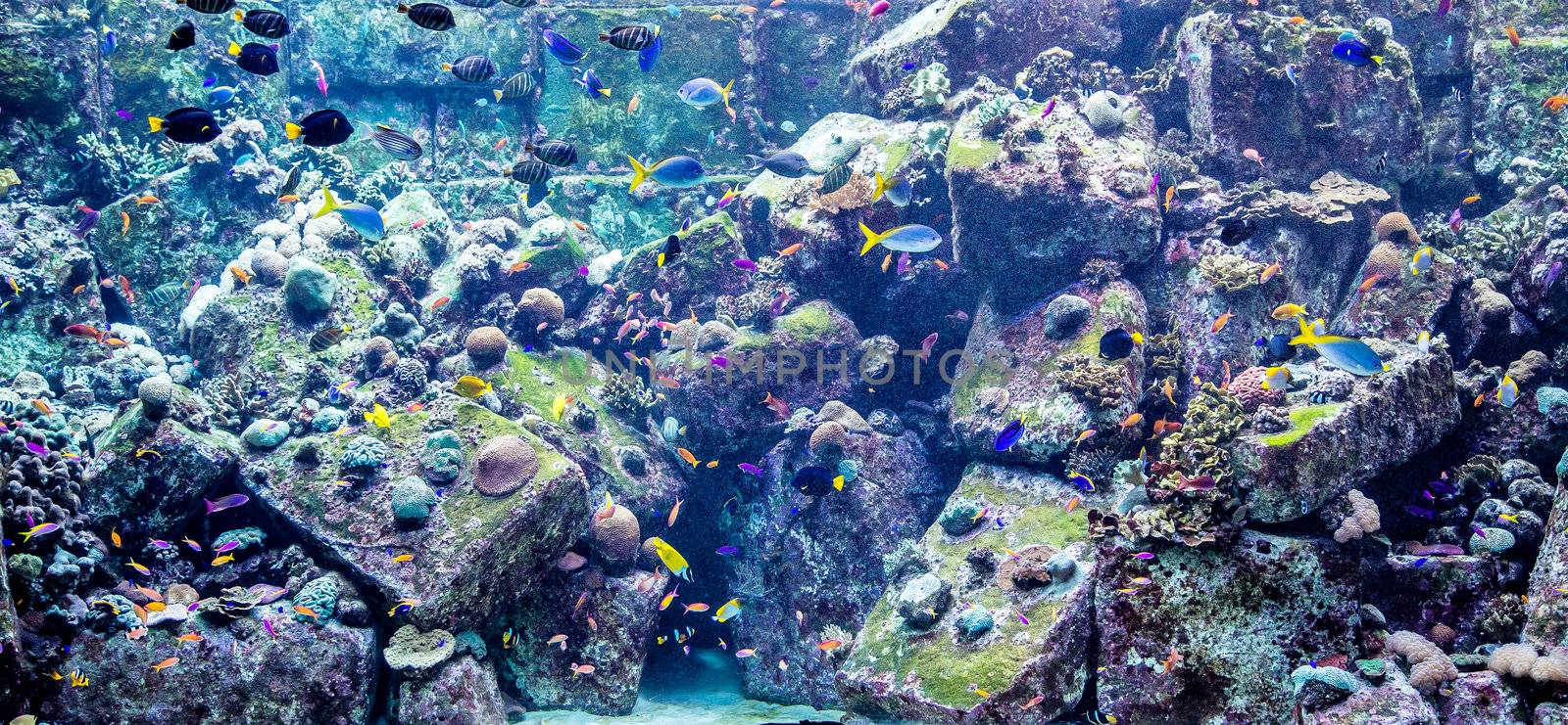 Photo of a tropical fish on a coral reef in Dubai aquarium