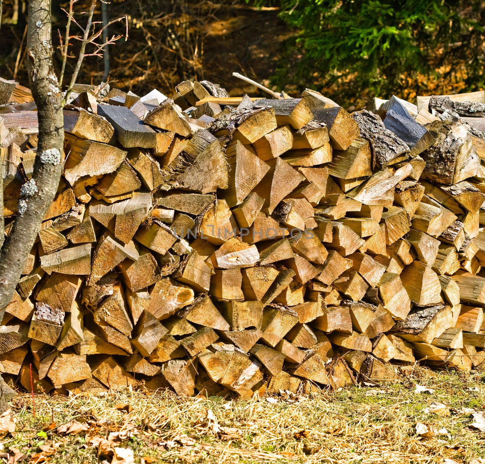 Firewood