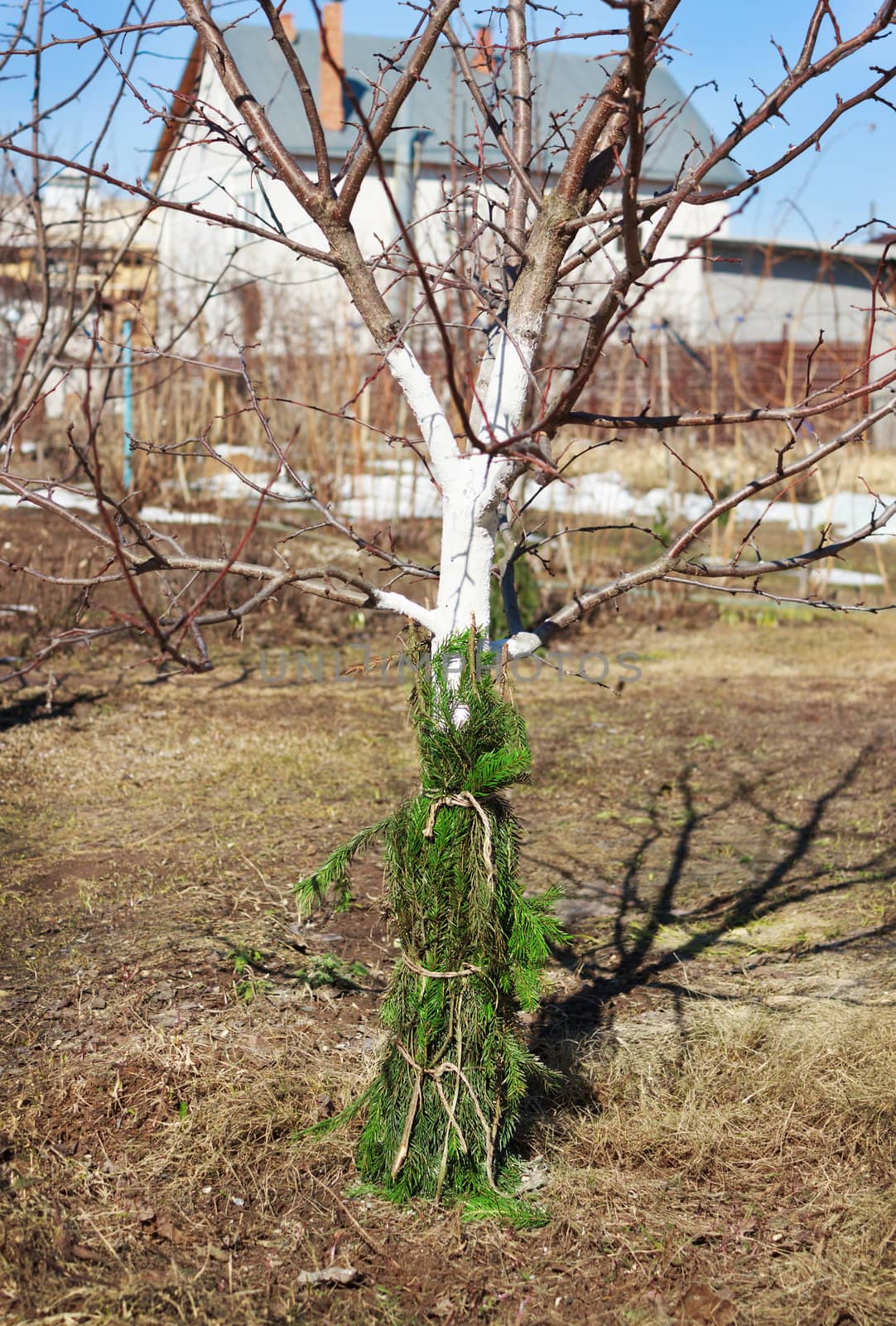 Protect the tree from rodents branches of spruce