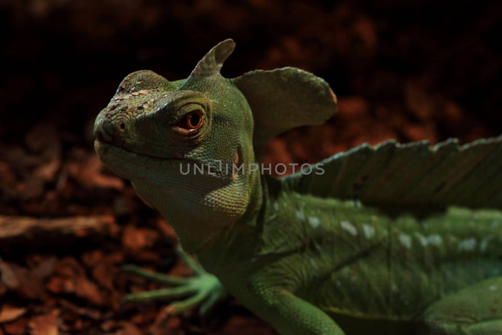 close up of Plumed basilisk