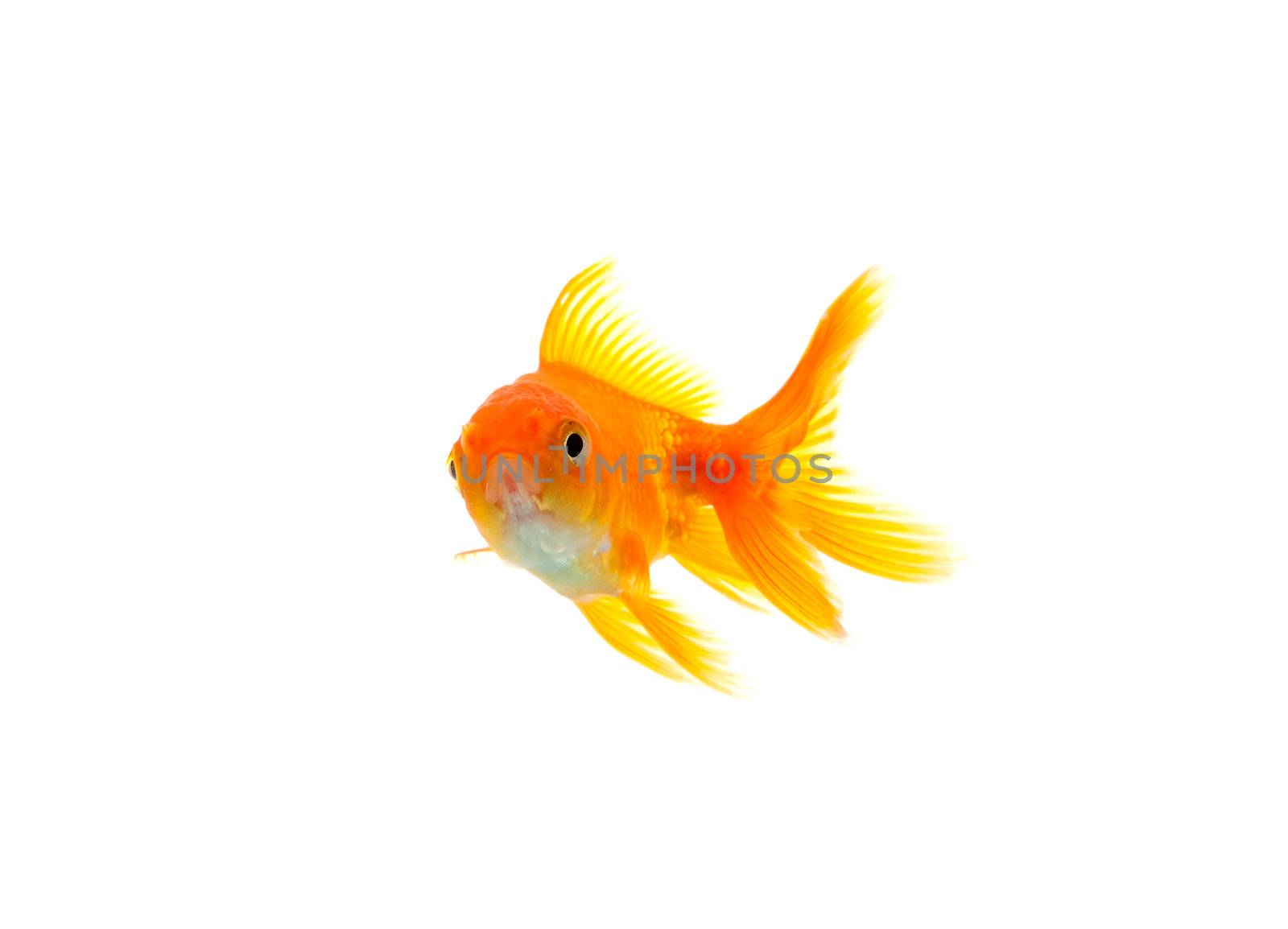 Gold fish isolated on a white background