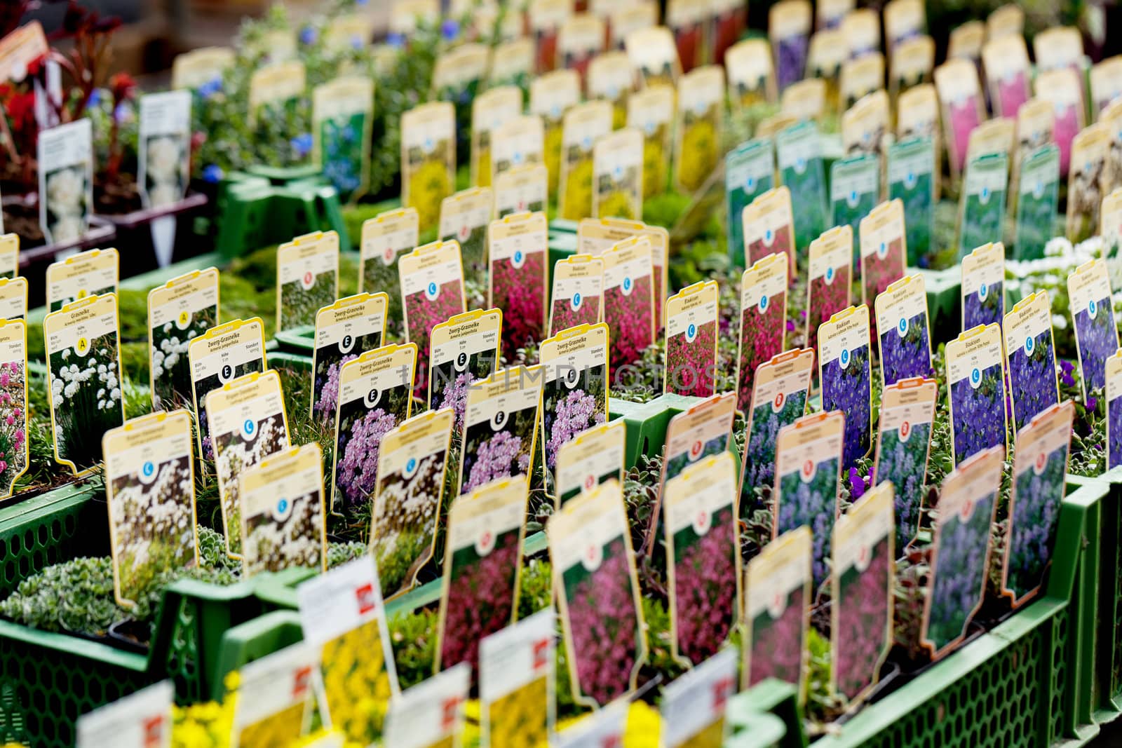 flowers assortement crop seed garden market in spring outdoor