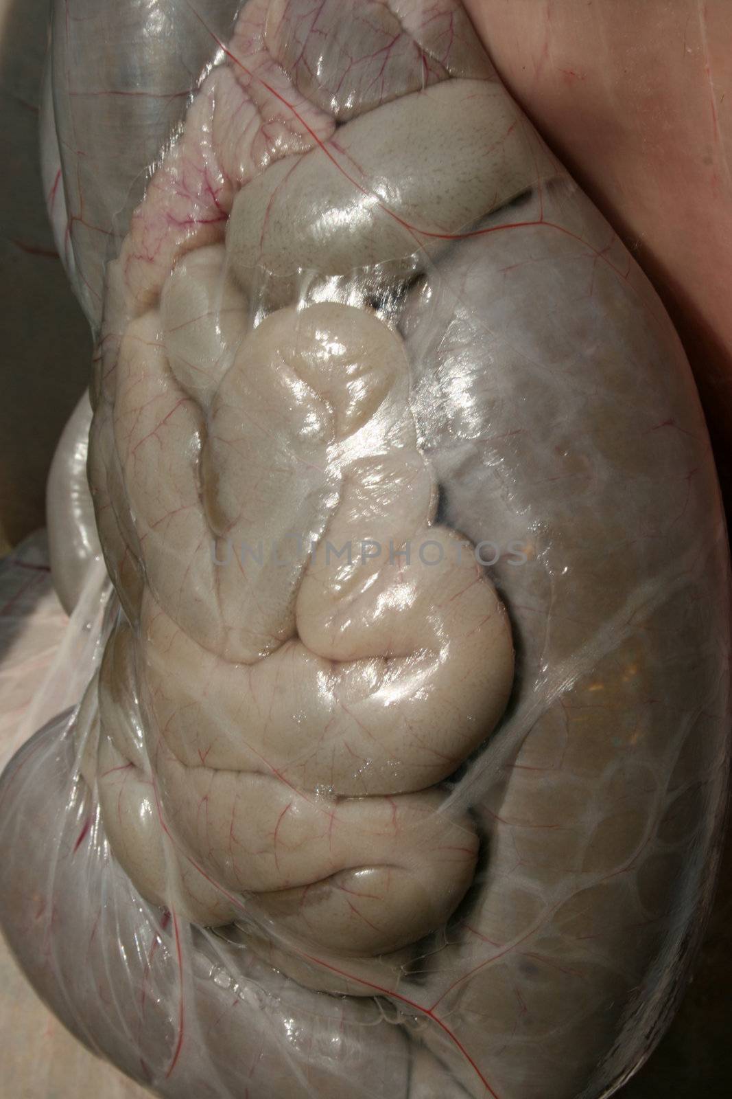 Close up of lamb's intestine