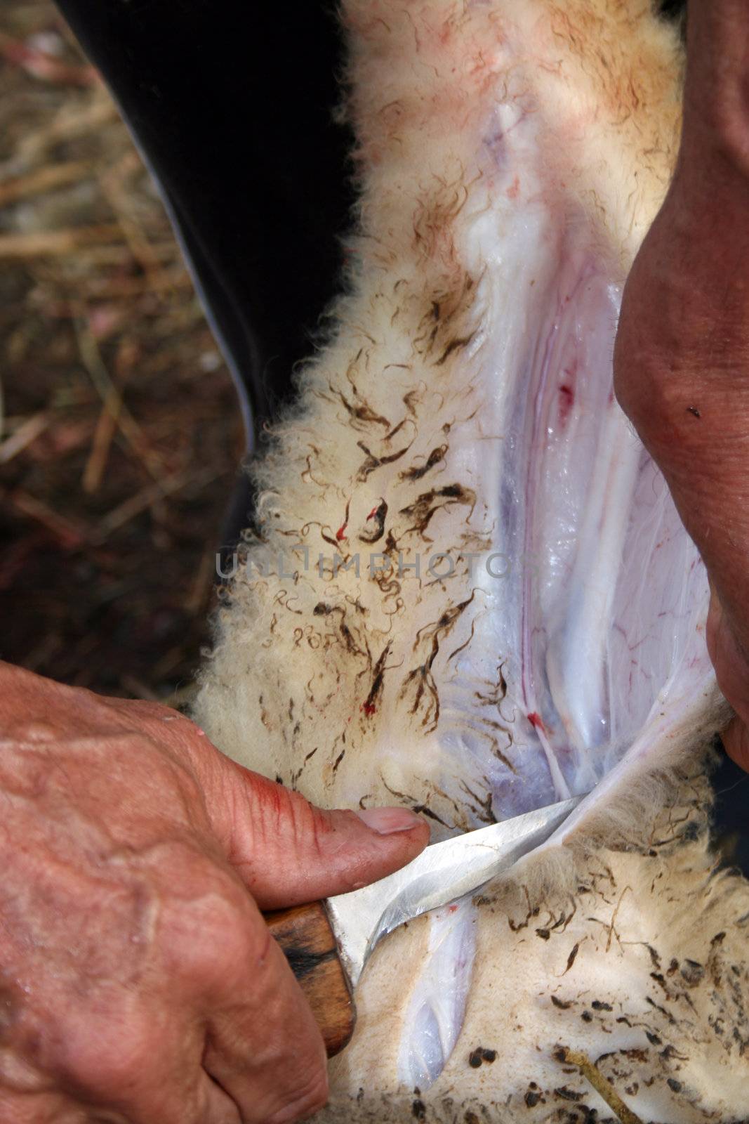 Shepherd peels the skin off the lamb