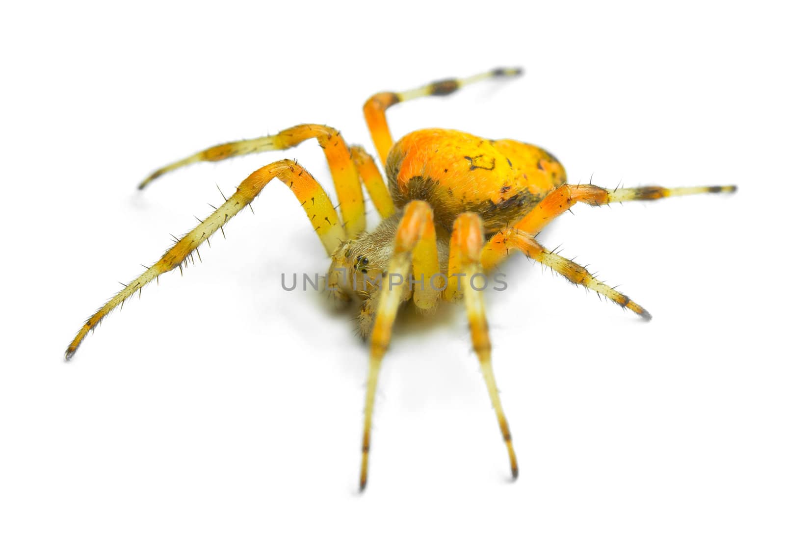 Spider Araneus marmoreus by Jupe