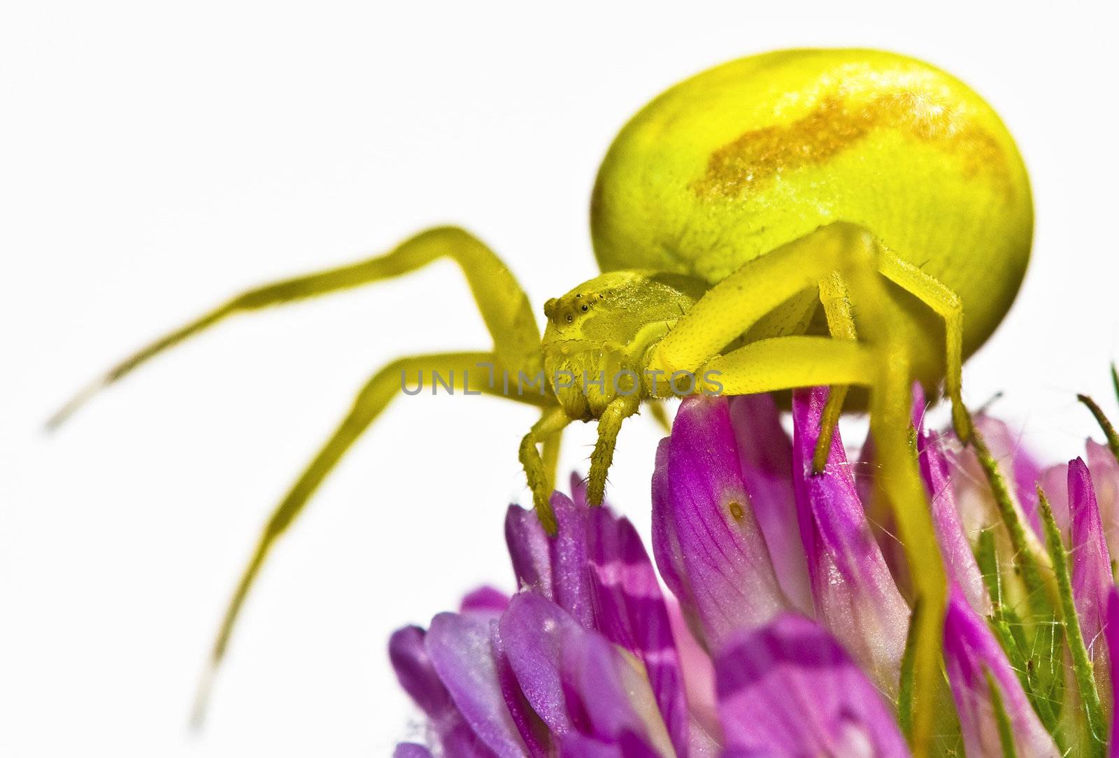 Goldenrod crab spider by Jupe