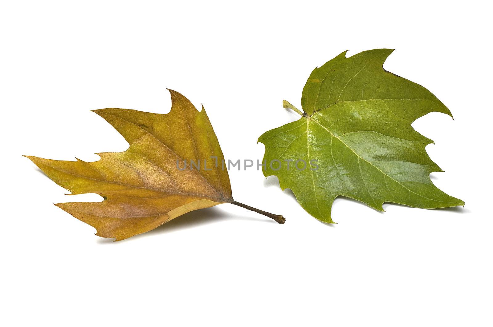 fall leaf on white background