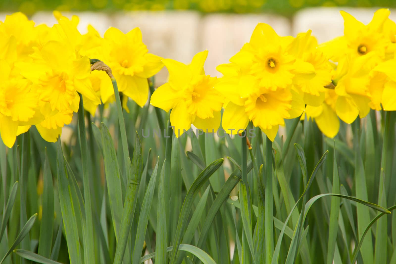 Heralds of spring
