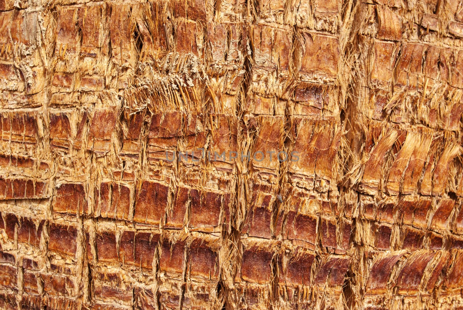 The texture of tree bark for background