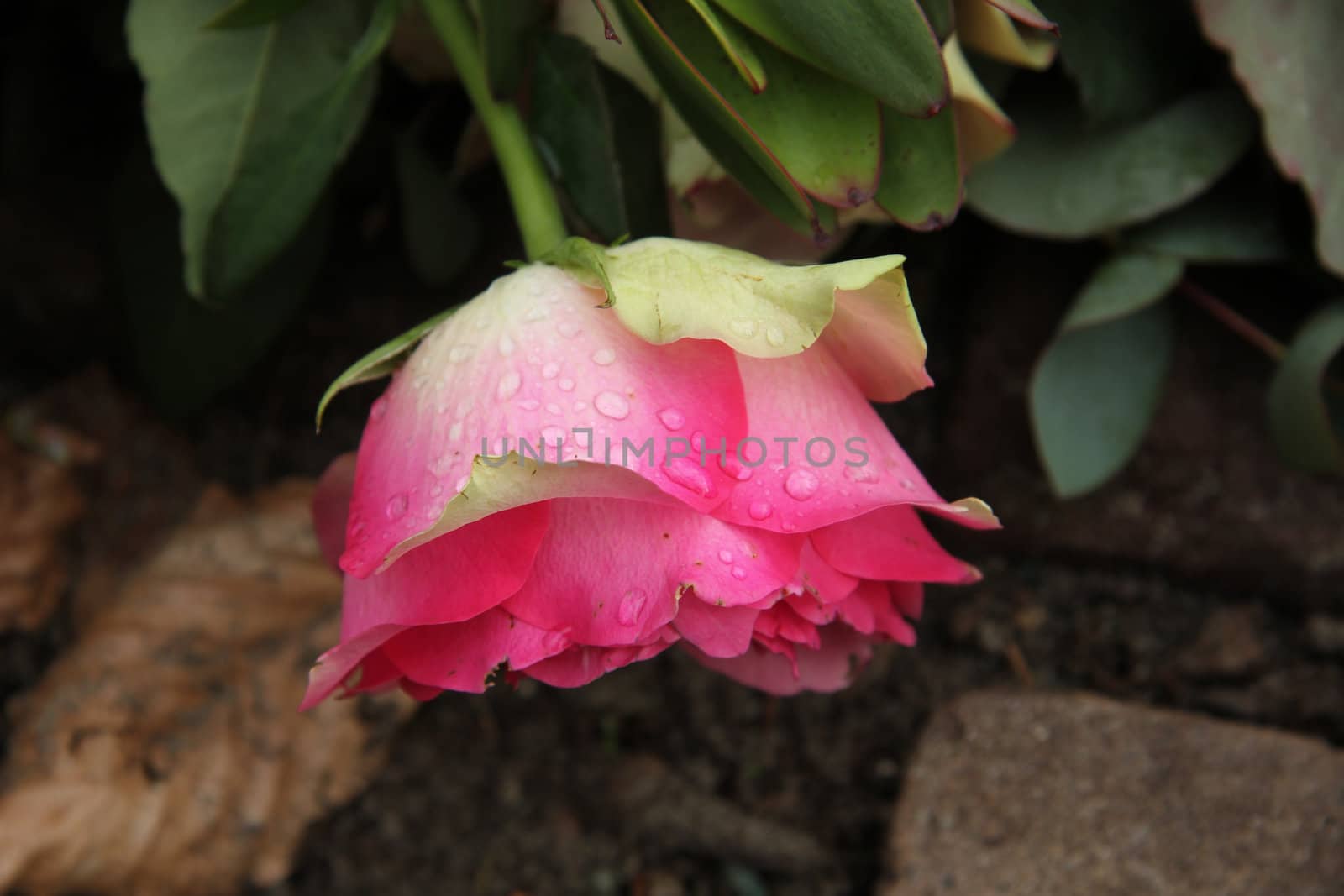 Pink rose with waterdrops by studioportosabbia