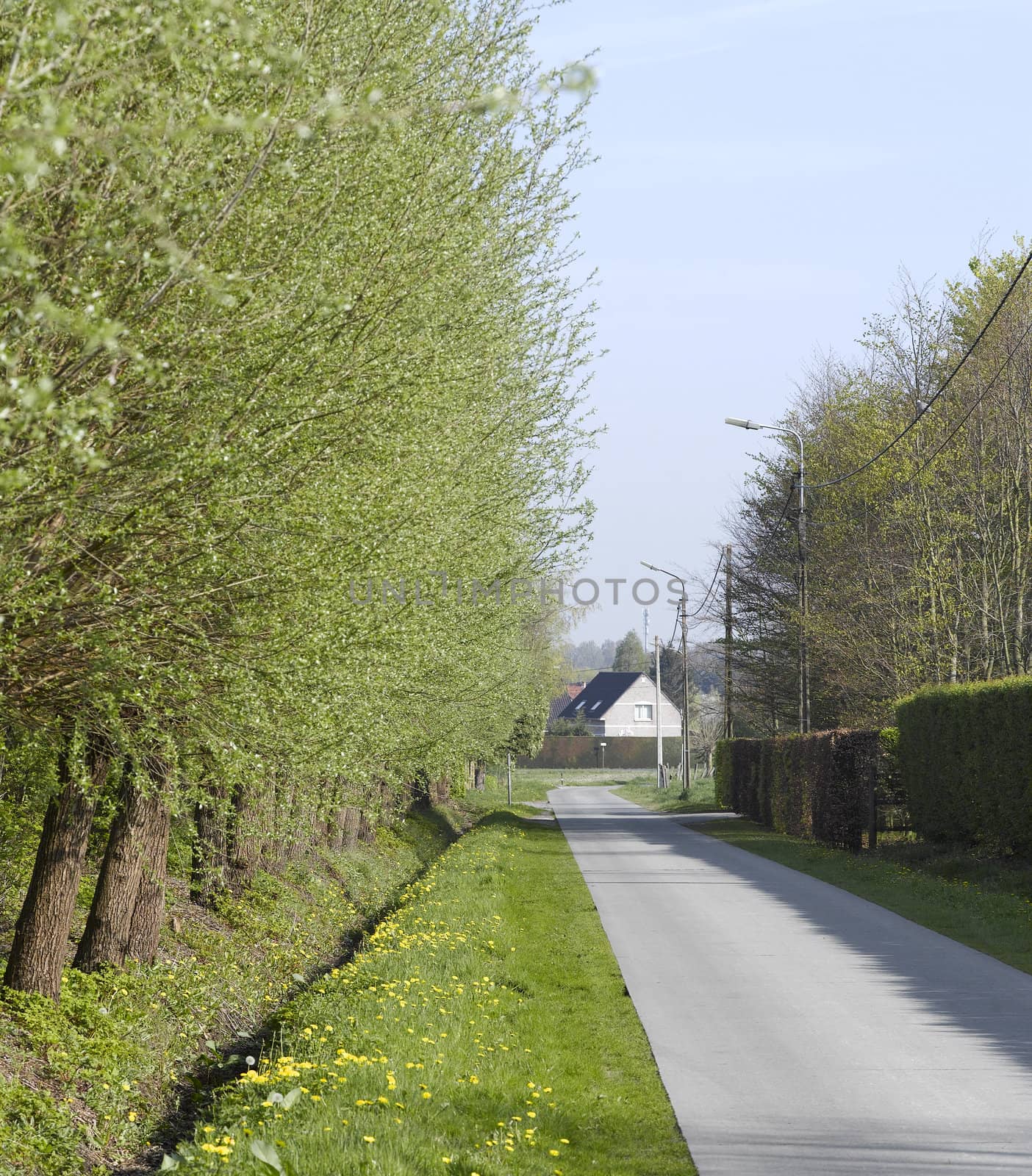 road with alley of trees
