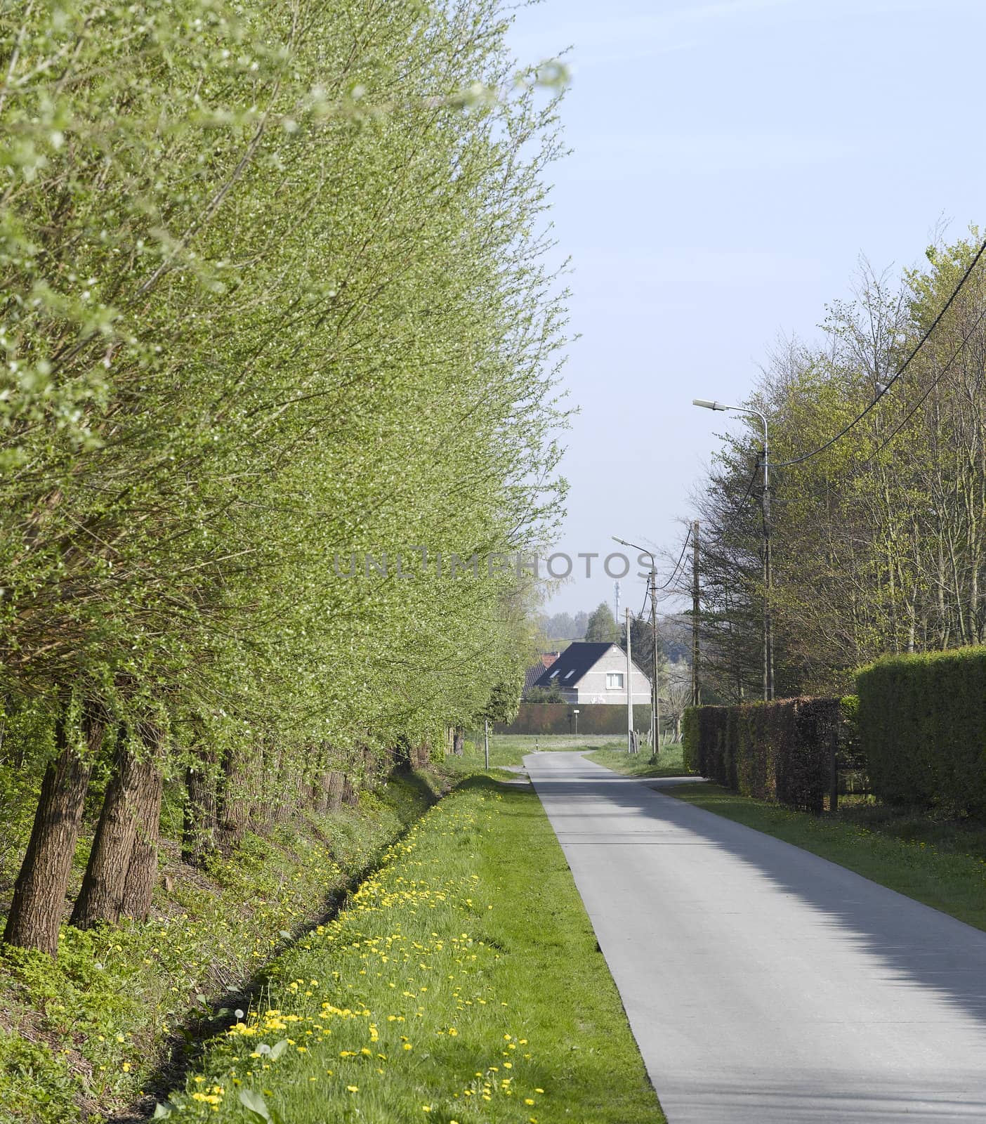 road with alley of trees by pbombaert