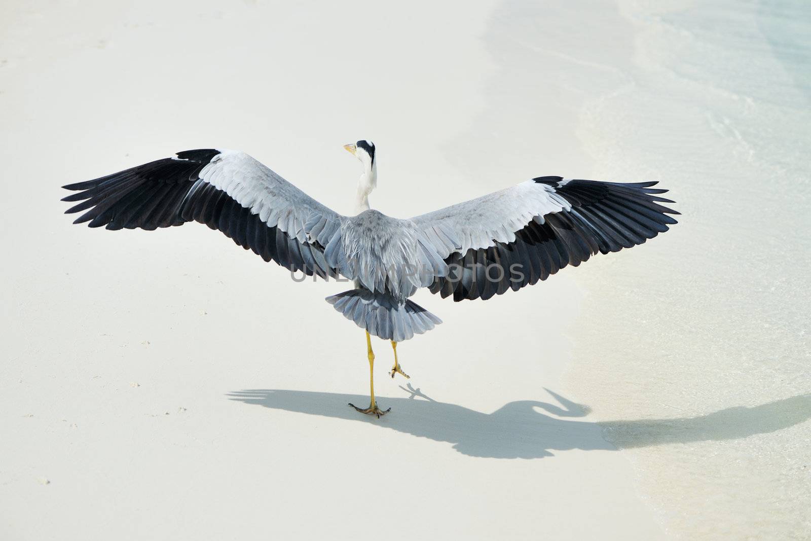 Heron at the beach on Maldivian island