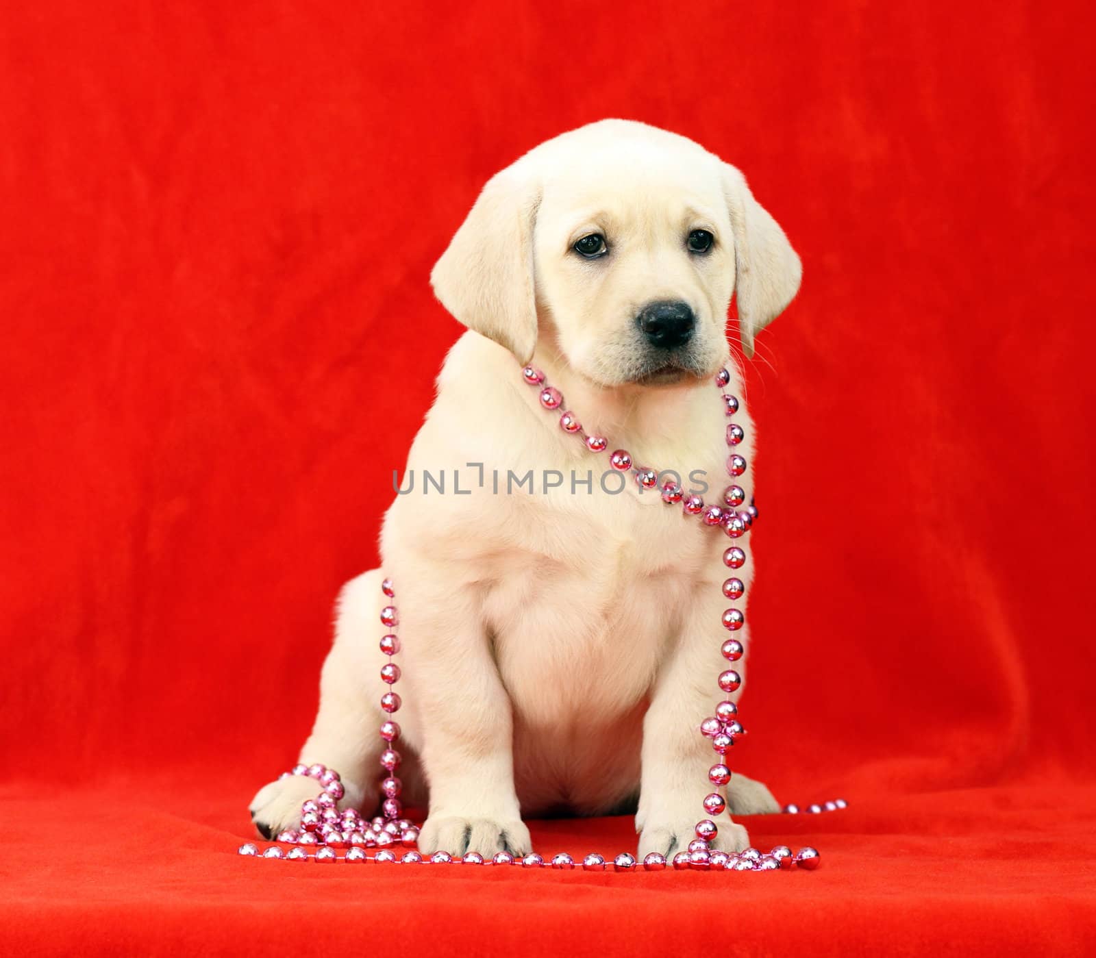 lovely yellow labrador puppy in red beads portrait