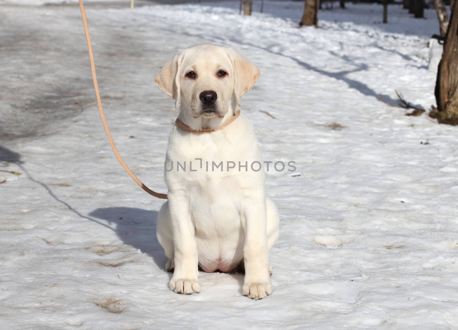 yellow labrador puppy on the snow in winter