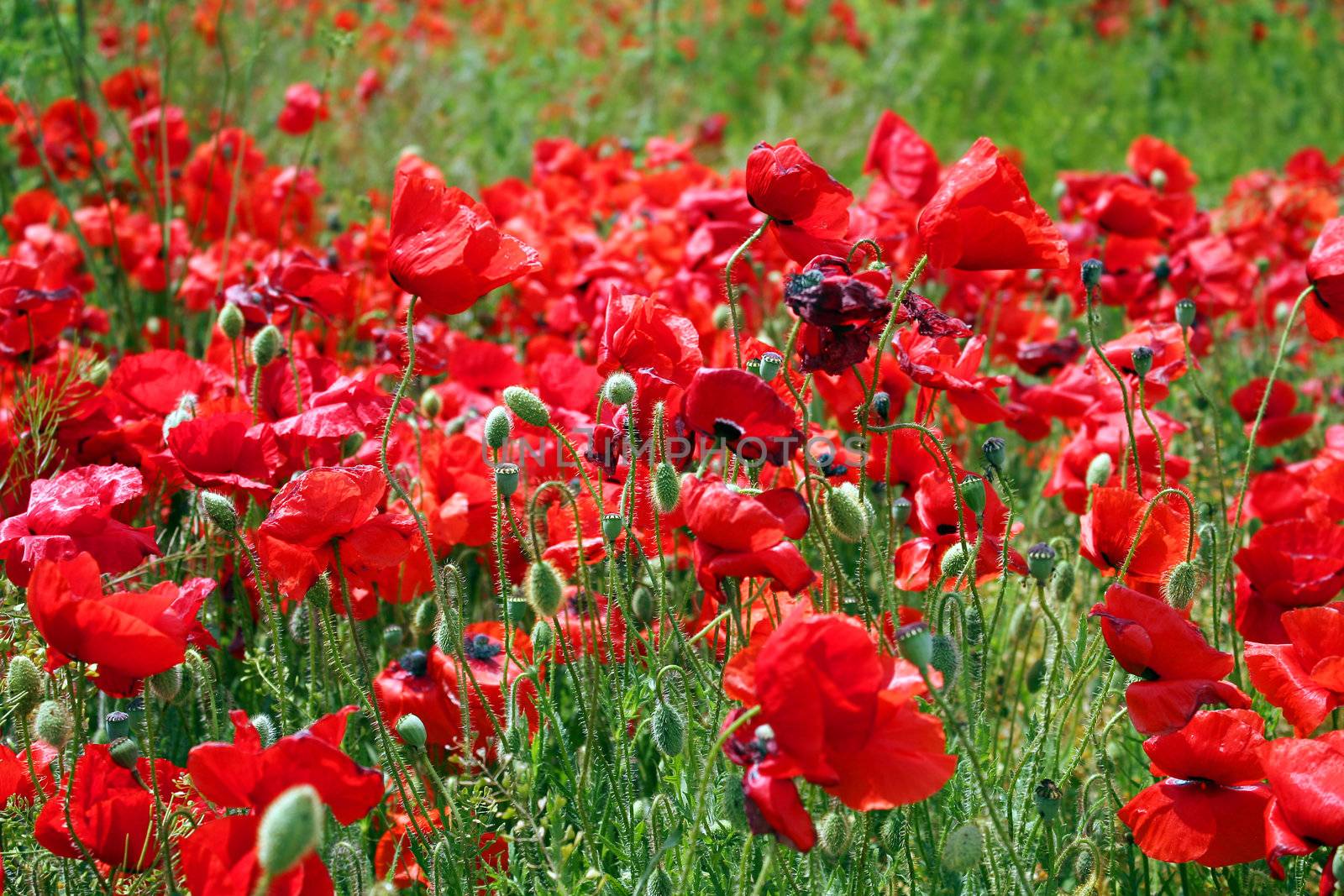 beautuful poppies field in the end of May