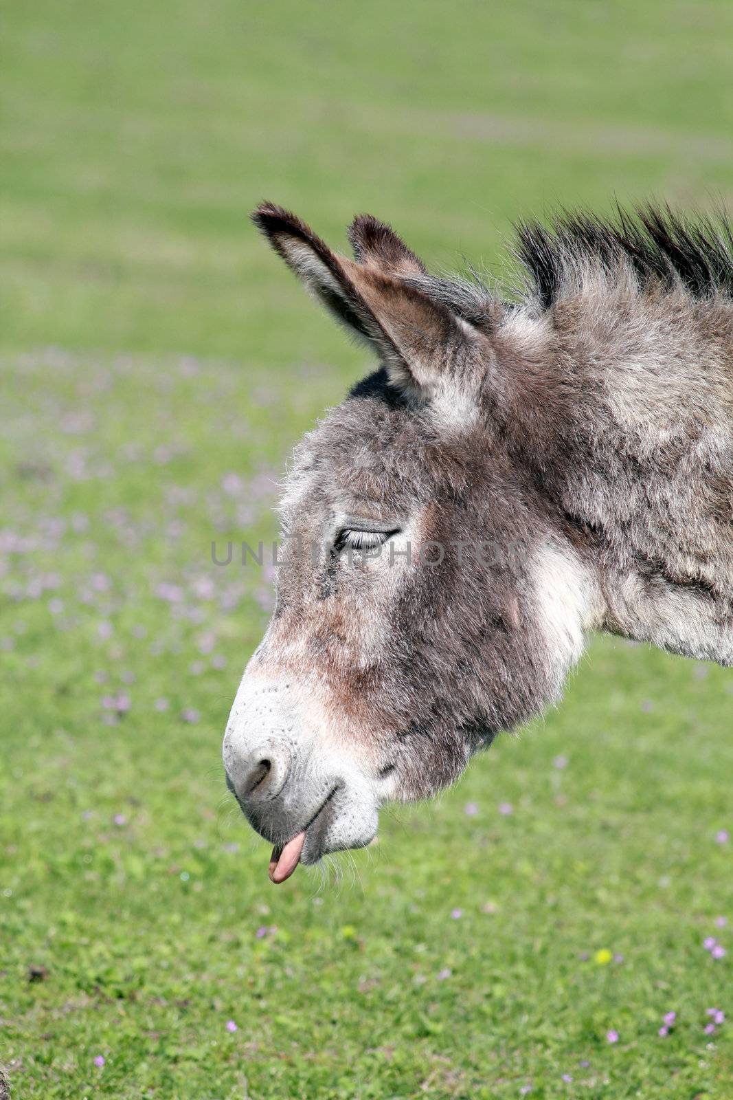funny donkey puts out a tongue portrait  by goce