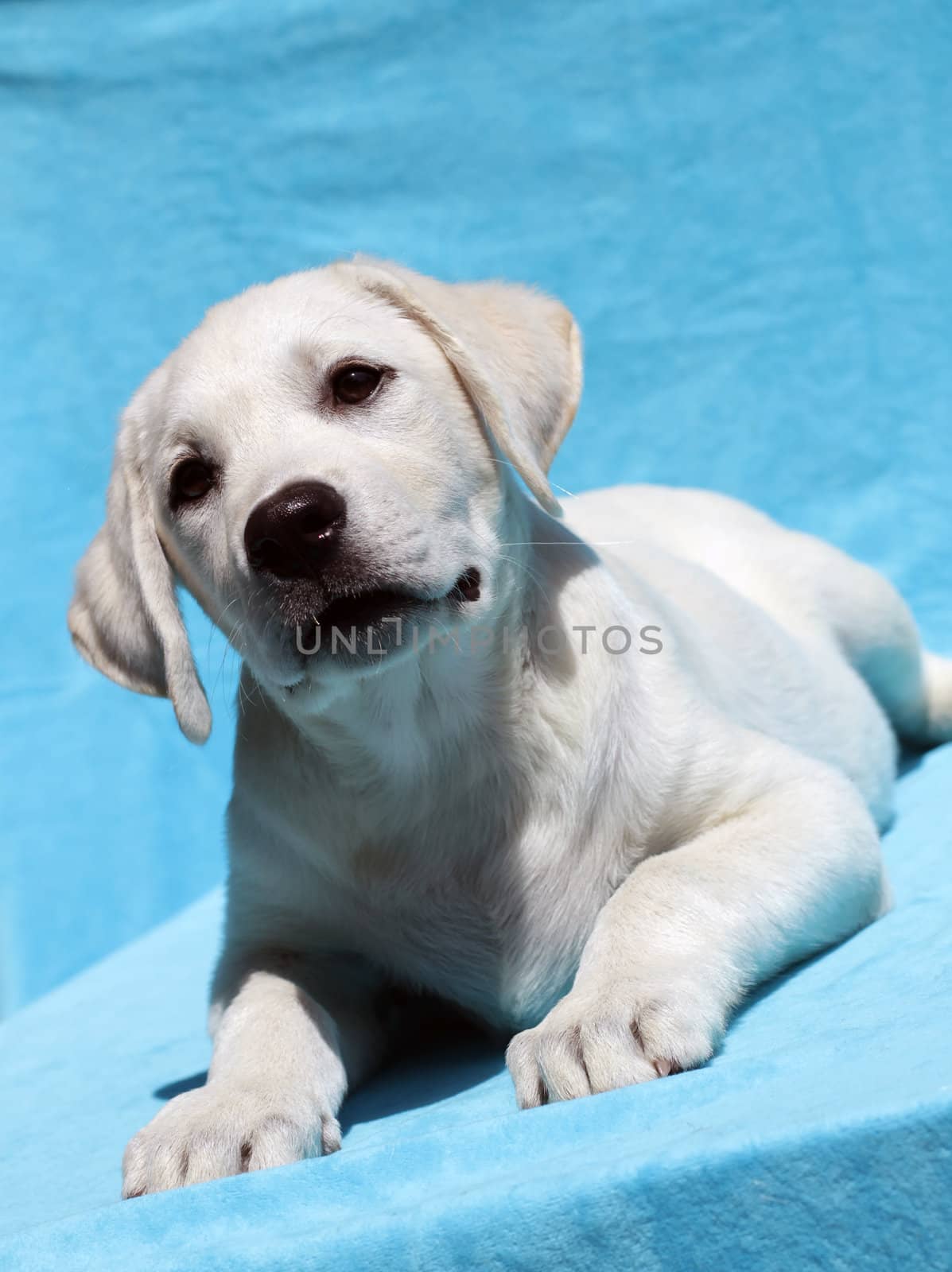 yellow labrador portrait on blue background