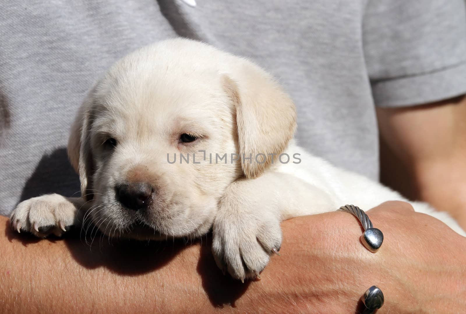 yellow labrador puppy  in the hands of a man
