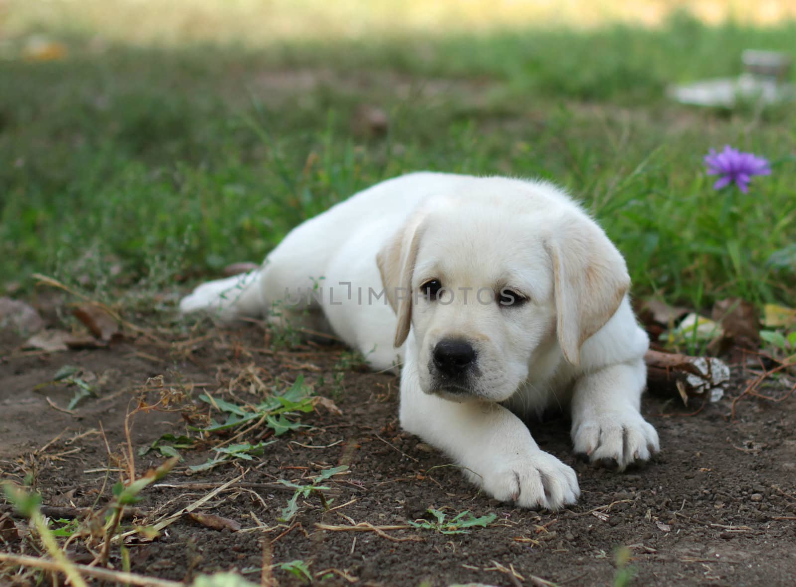 yellow labrador puppy laying in the garden on grass