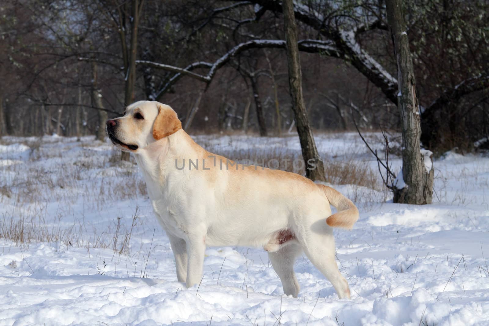 yellow labrador in the snow in winter