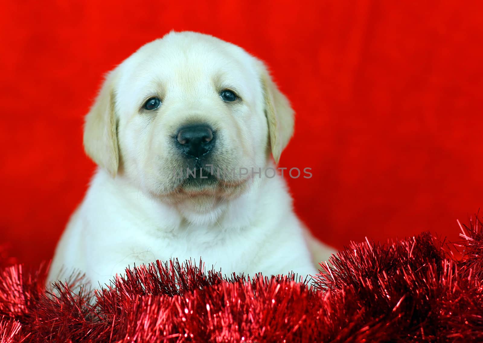 New Year (Christmas) yellow labrador puppy on red background