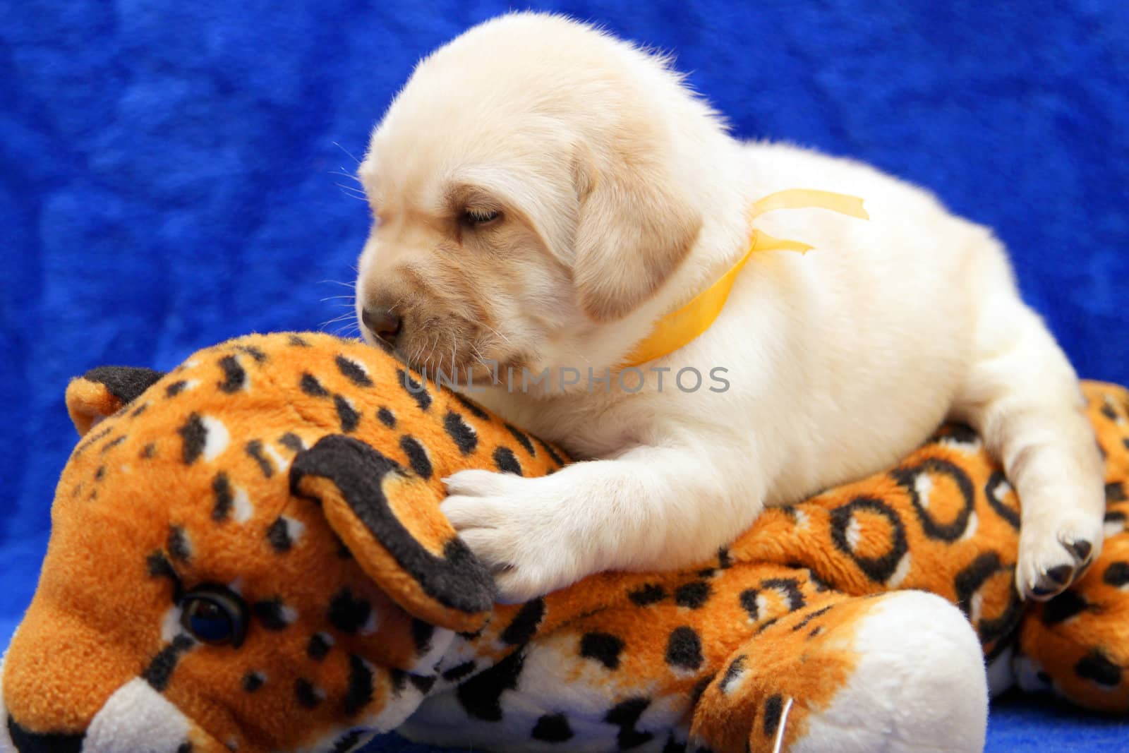 yellow labrador puppy on the toy tiger on blue background