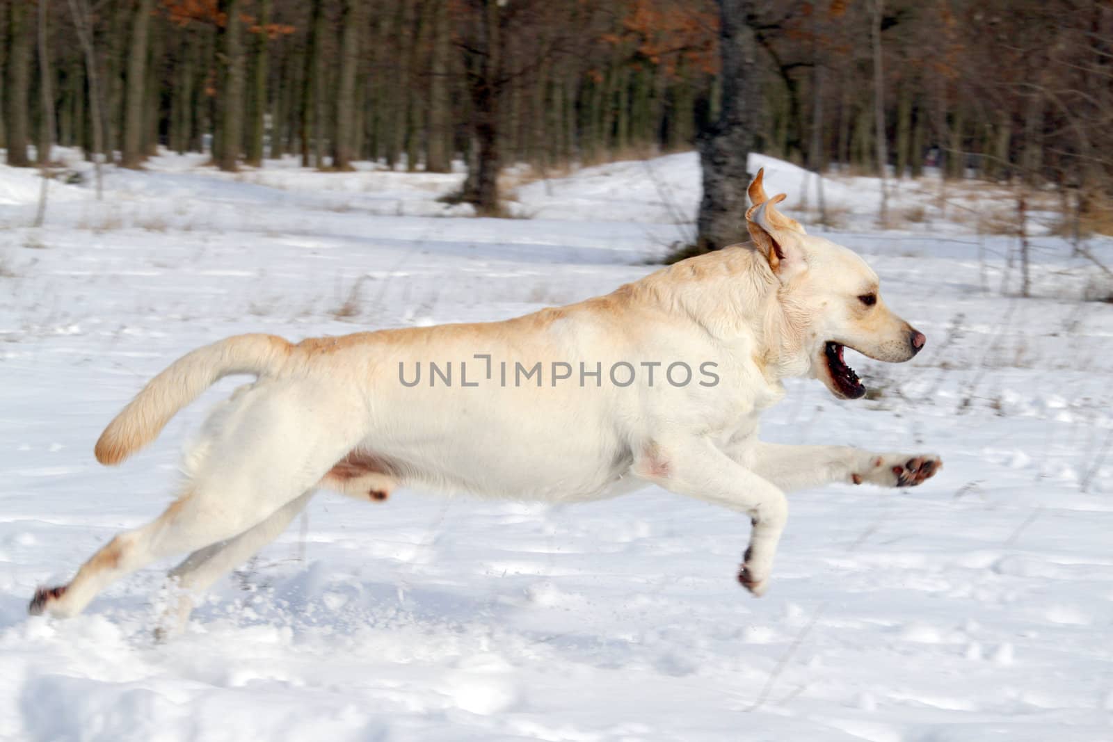yellow labrador running in the snow in winter