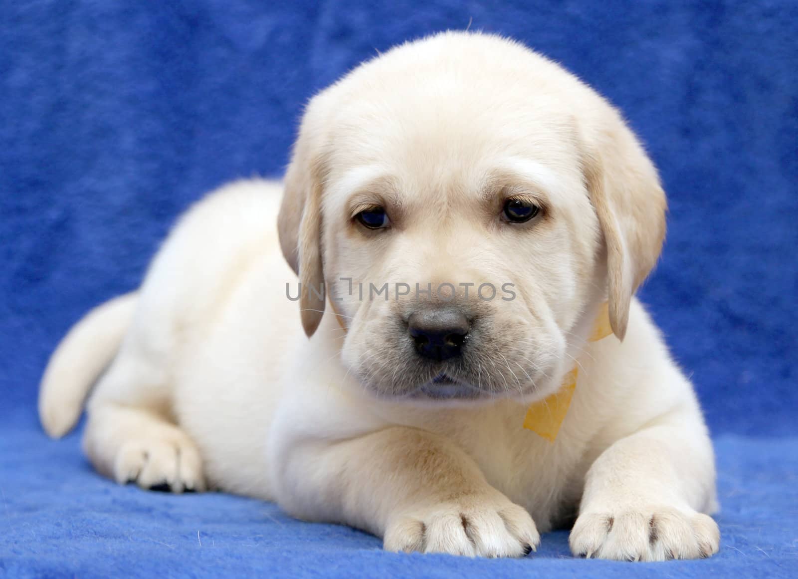 yellow labrador puppy on the blue background sleeping