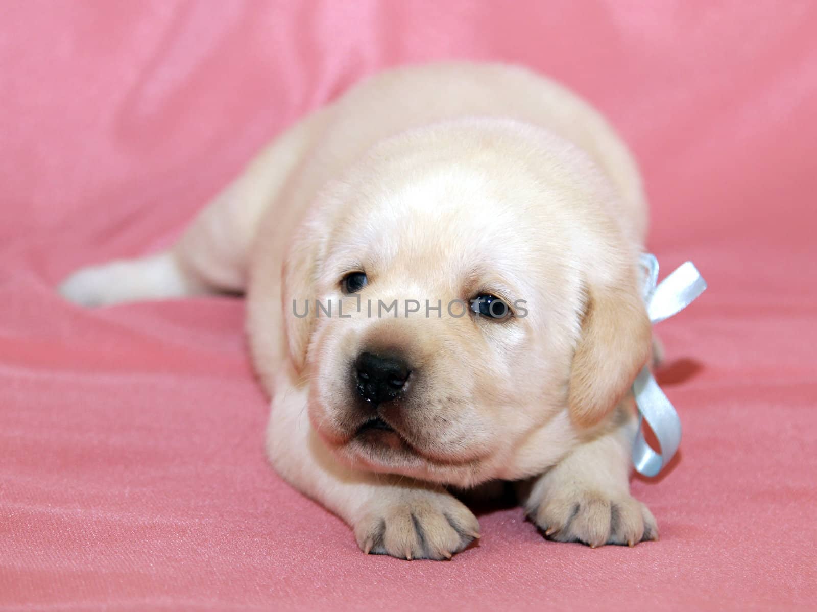 yellow labrador puppy on the pink background